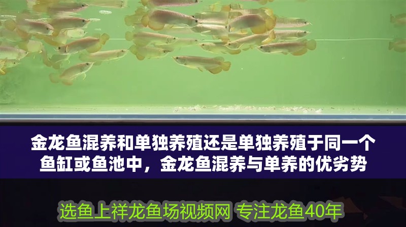 金龍魚混養(yǎng)和單獨養(yǎng)殖還是單獨養(yǎng)殖于同一個魚缸或魚池中，金龍魚混養(yǎng)與單養(yǎng)的優(yōu)劣勢