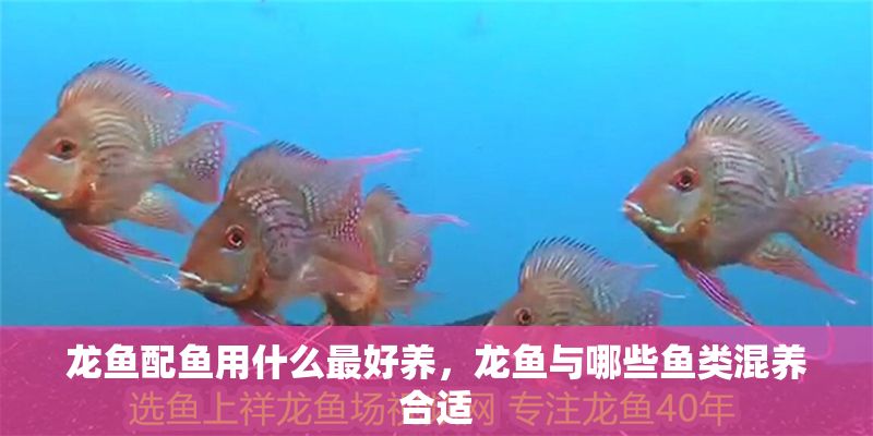 龍魚配魚用什么最好養，龍魚與哪些魚類混養合適