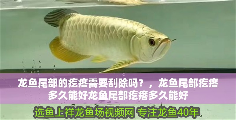 龍魚尾部的疙瘩需要刮除嗎？，龍魚尾部疙瘩多久能好龍魚尾部疙瘩多久能好