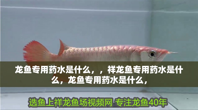 龍魚專用藥水是什么，，祥龍魚專用藥水是什么，龍魚專用藥水是什么，