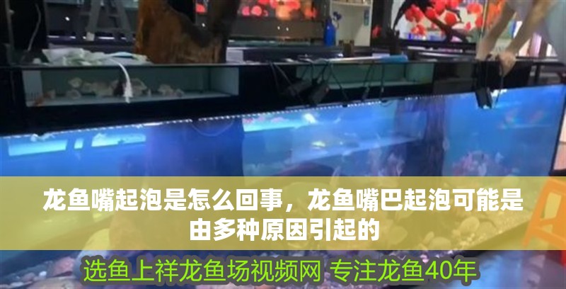 龍魚嘴起泡是怎么回事，龍魚嘴巴起泡可能是由多種原因引起的