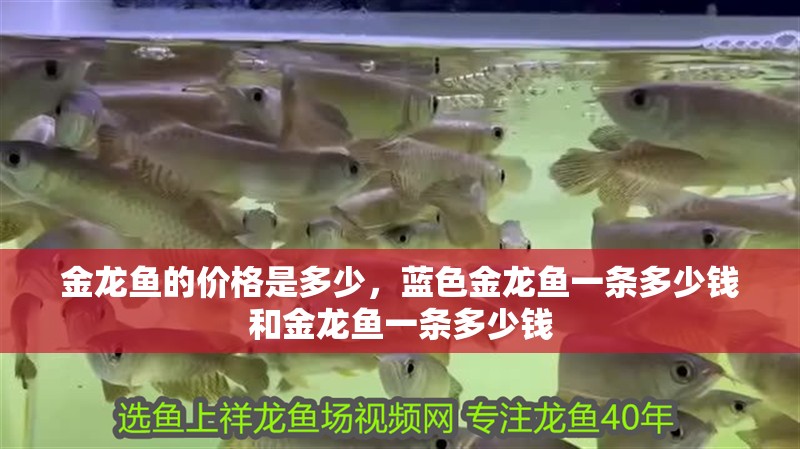 金龍魚的價格是多少，藍色金龍魚一條多少錢和金龍魚一條多少錢