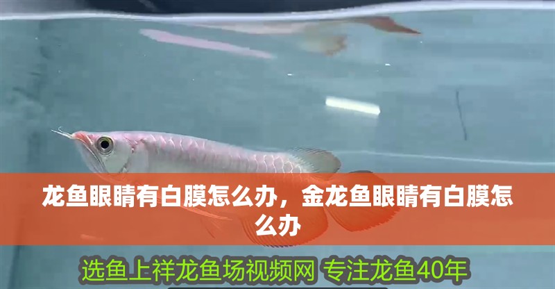 龍魚眼睛有白膜怎么辦，金龍魚眼睛有白膜怎么辦