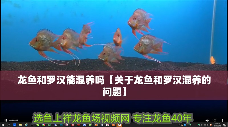 龍魚(yú)和羅漢能混養(yǎng)嗎【關(guān)于龍魚(yú)和羅漢混養(yǎng)的問(wèn)題】