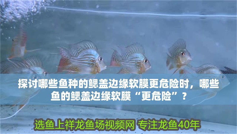 探討哪些魚種的鰓蓋邊緣軟膜更危險時，哪些魚的鰓蓋邊緣軟膜“更危險”？