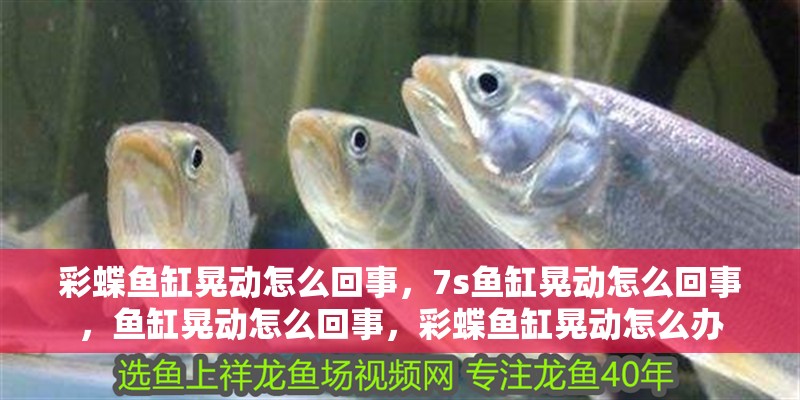 彩蝶魚缸晃動怎么回事，7s魚缸晃動怎么回事，魚缸晃動怎么回事，彩蝶魚缸晃動怎么辦