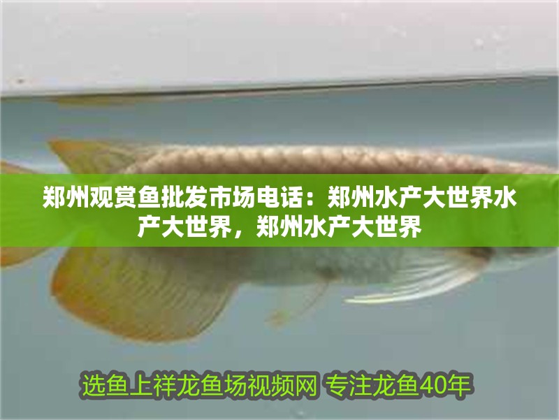 鄭州觀賞魚批發市場電話：鄭州水產大世界水產大世界，鄭州水產大世界