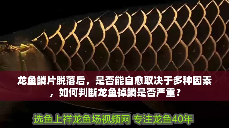 龍魚鱗片脫落后，是否能自愈取決于多種因素，如何判斷龍魚掉鱗是否嚴重？