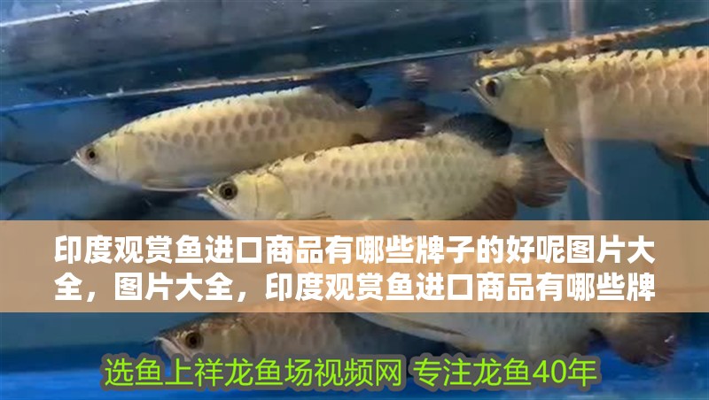 印度觀賞魚進口商品有哪些牌子的好呢圖片大全，圖片大全，印度觀賞魚進口商品有哪些牌子的好呢