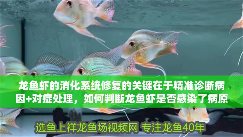 龍魚蝦的消化系統(tǒng)修復(fù)的關(guān)鍵在于精準(zhǔn)診斷病因+對(duì)癥處理，如何判斷龍魚蝦是否感染了病原體？