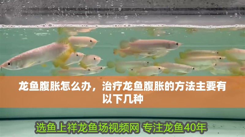 龍魚腹脹怎么辦，治療龍魚腹脹的方法主要有以下幾種