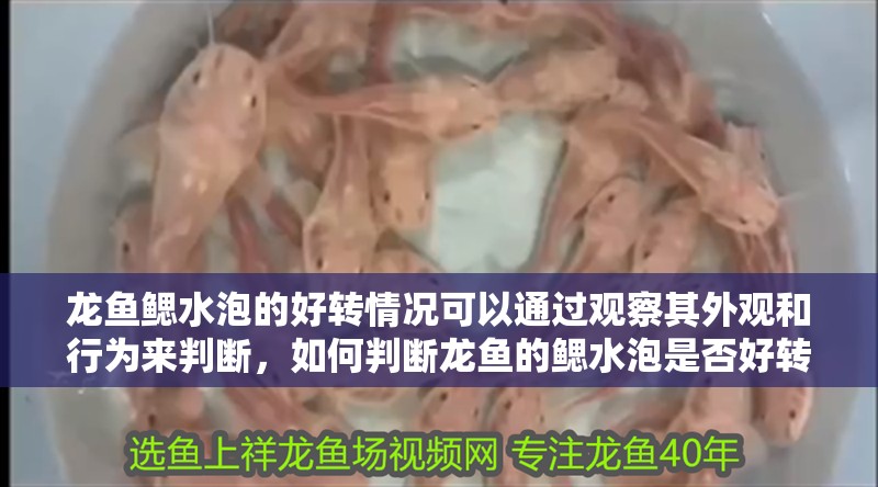 龍魚鰓水泡的好轉情況可以通過觀察其外觀和行為來判斷，如何判斷龍魚的鰓水泡是否好轉