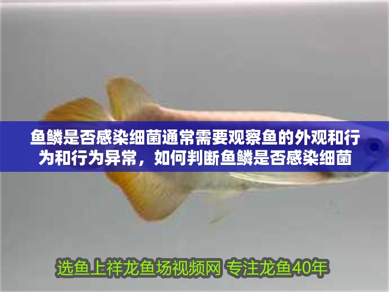 魚鱗是否感染細菌通常需要觀察魚的外觀和行為和行為異常，如何判斷魚鱗是否感染細菌