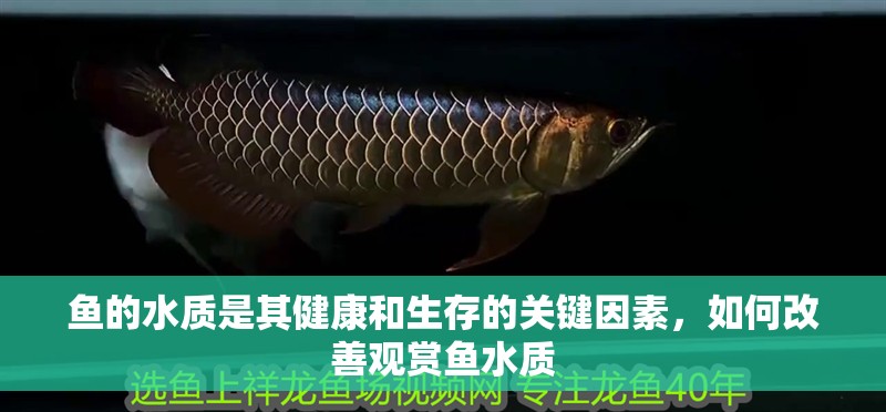 魚的水質是其健康和生存的關鍵因素，如何改善觀賞魚水質
