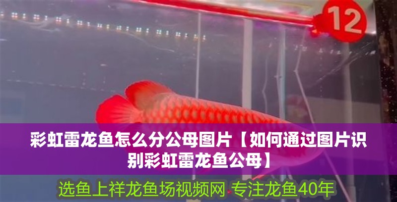 彩虹雷龍魚(yú)怎么分公母圖片【如何通過(guò)圖片識(shí)別彩虹雷龍魚(yú)公母】