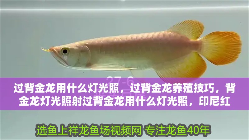 過(guò)背金龍用什么燈光照，過(guò)背金龍養(yǎng)殖技巧，背金龍燈光照射過(guò)背金龍用什么燈光照，印尼紅龍飼養(yǎng)的過(guò)程中適合使用的光源為