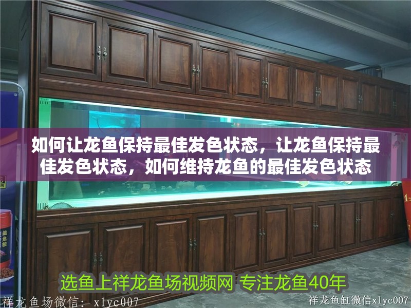 如何讓龍魚保持最佳發色狀態，讓龍魚保持最佳發色狀態，如何維持龍魚的最佳發色狀態