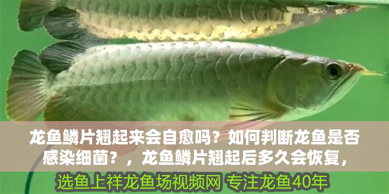 龍魚鱗片翹起來會自愈嗎？如何判斷龍魚是否感染細菌？，龍魚鱗片翹起后多久會恢復，