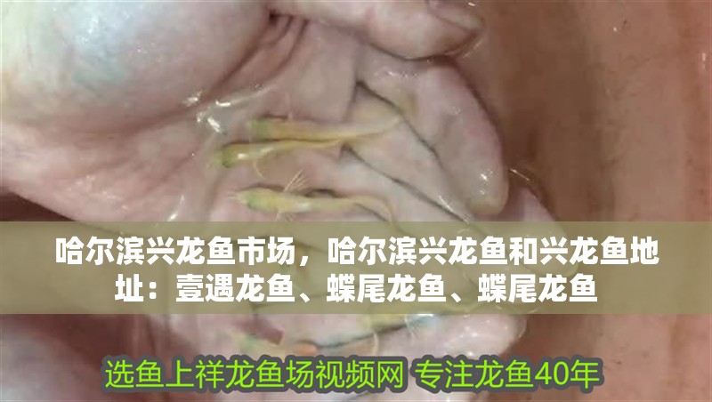 哈爾濱興龍魚市場，哈爾濱興龍魚和興龍魚地址：壹遇龍魚、蝶尾龍魚、蝶尾龍魚