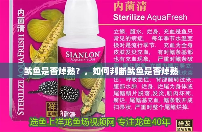 魷魚(yú)是否焯熟？，如何判斷魷魚(yú)是否焯熟 魷魚(yú)是否焯熟？，如何判斷魷魚(yú)是否焯熟 龍魚(yú)百科 第3張