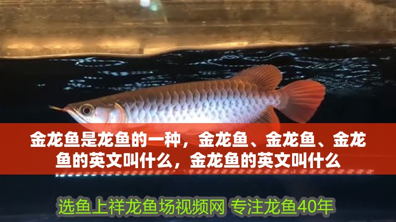 金龍魚是龍魚的一種，金龍魚、金龍魚、金龍魚的英文叫什么，金龍魚的英文叫什么
