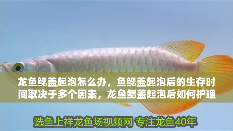龍魚鰓蓋起泡怎么辦，魚鰓蓋起泡后的生存時間取決于多個因素，龍魚鰓蓋起泡后如何護理