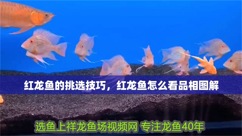紅龍魚的挑選技巧，紅龍魚怎么看品相圖解