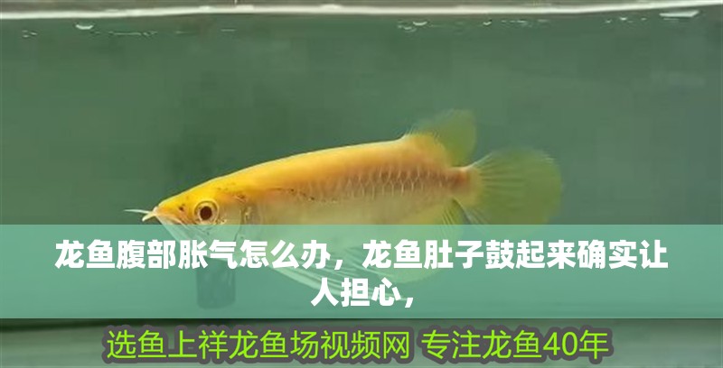 龍魚腹部脹氣怎么辦，龍魚肚子鼓起來確實讓人擔心，