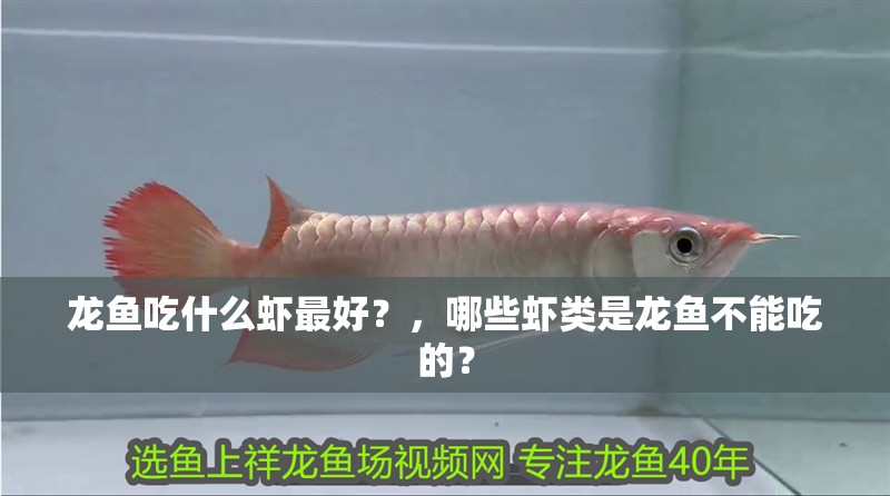 龍魚吃什么蝦最好？，哪些蝦類是龍魚不能吃的？