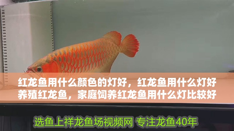 紅龍魚用什么顏色的燈好，紅龍魚用什么燈好養殖紅龍魚，家庭飼養紅龍魚用什么燈比較好