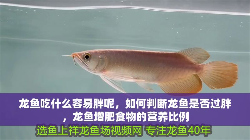 龍魚吃什么容易胖呢，如何判斷龍魚是否過胖，龍魚增肥食物的營養比例