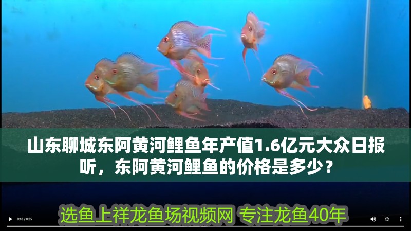 山東聊城東阿黃河鯉魚年產(chǎn)值1.6億元大眾日報聽，東阿黃河鯉魚的價格是多少？