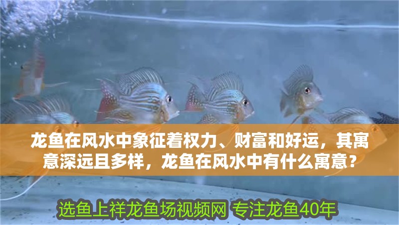 龍魚在風水中象征著權力、財富和好運，其寓意深遠且多樣，龍魚在風水中有什么寓意？