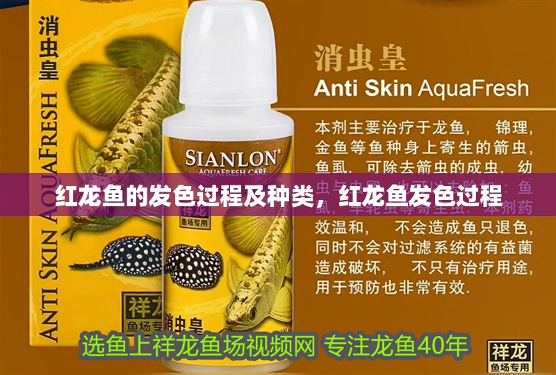 紅龍魚的發色過程及種類，紅龍魚發色過程