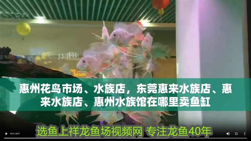 惠州花鳥市場(chǎng)、水族店，東莞惠來(lái)水族店、惠來(lái)水族店、惠州水族館在哪里賣魚缸