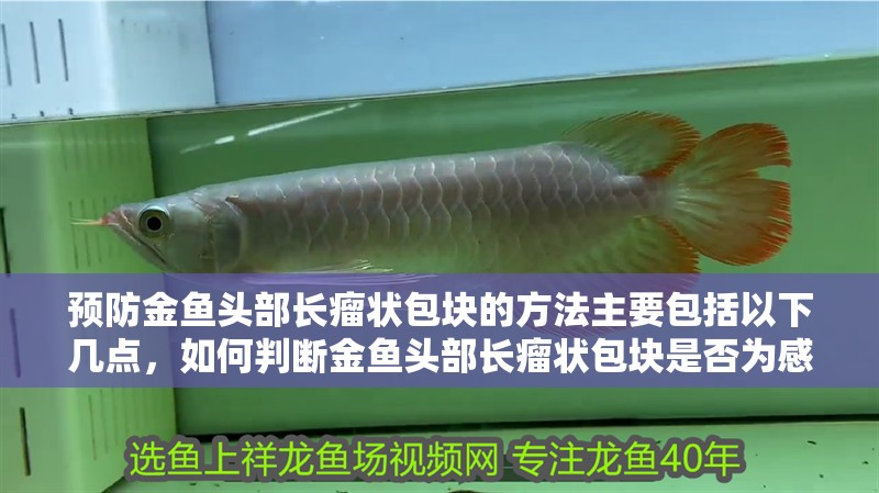預(yù)防金魚頭部長瘤狀包塊的方法主要包括以下幾點，如何判斷金魚頭部長瘤狀包塊是否為感染引起？