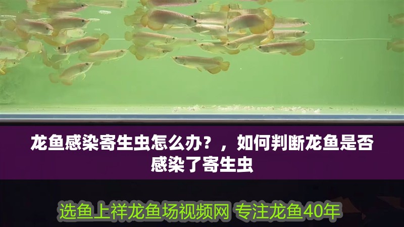 龍魚感染寄生蟲怎么辦？，如何判斷龍魚是否感染了寄生蟲