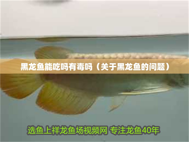 黑龍魚能吃嗎有毒嗎（關于黑龍魚的問題）