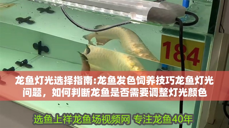 龍魚燈光選擇指南:龍魚發色飼養技巧龍魚燈光問題，如何判斷龍魚是否需要調整燈光顏色