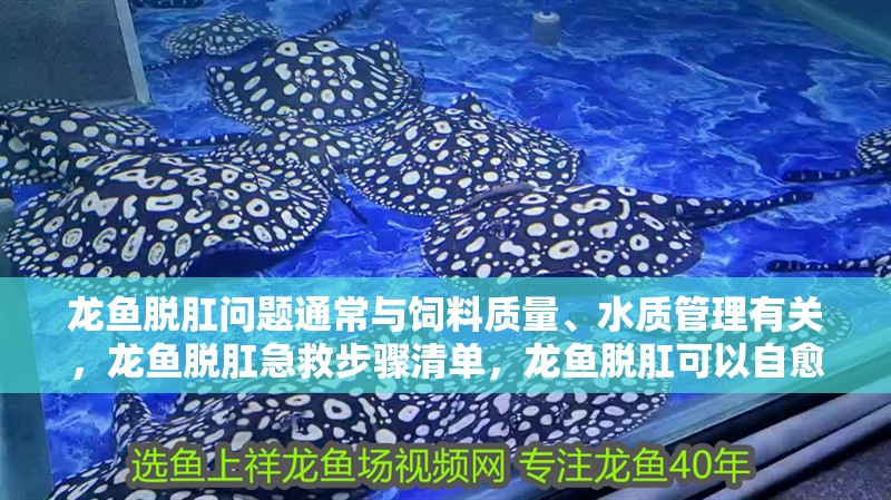 龍魚脫肛問題通常與飼料質(zhì)量、水質(zhì)管理有關(guān)，龍魚脫肛急救步驟清單，龍魚脫肛可以自愈嗎