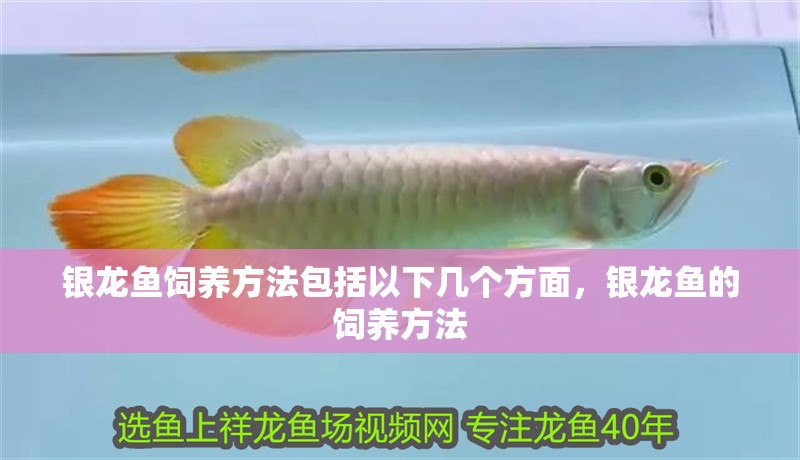 銀龍魚(yú)飼養(yǎng)方法包括以下幾個(gè)方面，銀龍魚(yú)的飼養(yǎng)方法