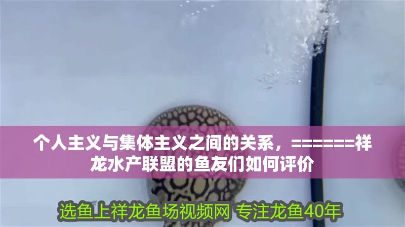 個人主義與集體主義之間的關系，======祥龍水產(chǎn)聯(lián)盟的魚友們?nèi)绾卧u價