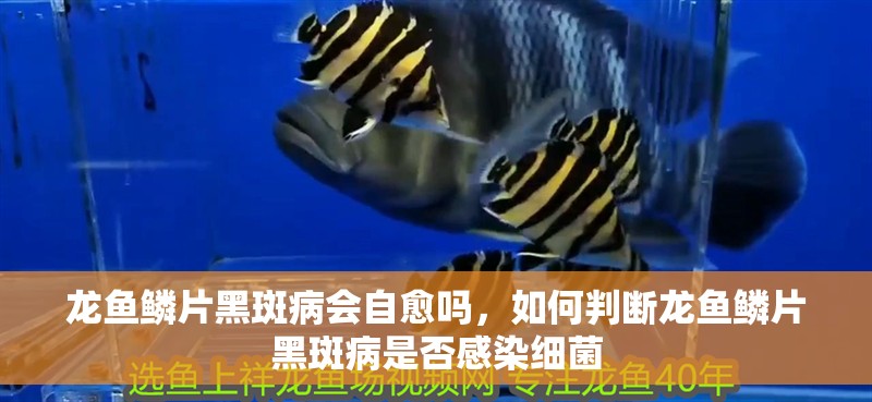 龍魚鱗片黑斑病會自愈嗎，如何判斷龍魚鱗片黑斑病是否感染細菌