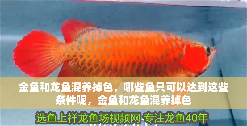 金魚和龍魚混養掉色，哪些魚只可以達到這些條件呢，金魚和龍魚混養掉色
