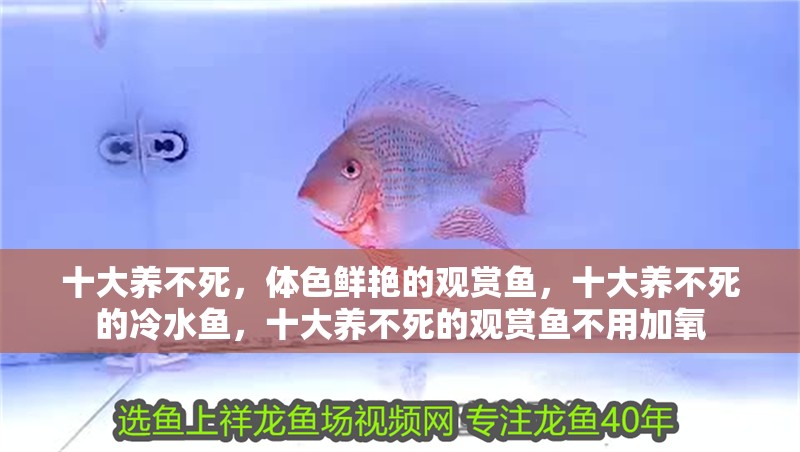 十大養不死，體色鮮艷的觀賞魚，十大養不死的冷水魚，十大養不死的觀賞魚不用加氧