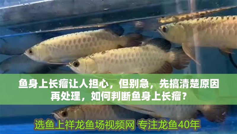 魚身上長瘤讓人擔心，但別急，先搞清楚原因再處理，如何判斷魚身上長瘤？