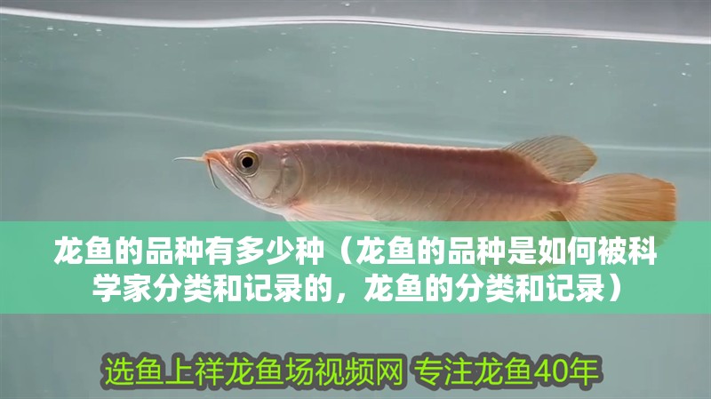 龍魚的品種有多少種（龍魚的品種是如何被科學家分類和記錄的，龍魚的分類和記錄）
