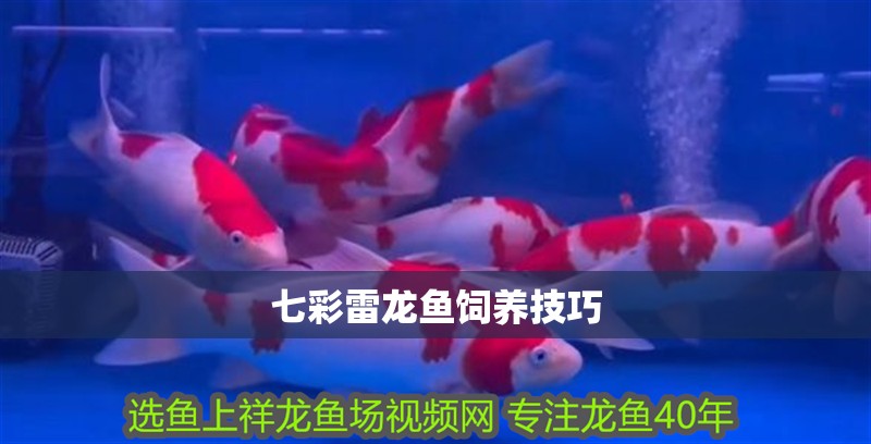 七彩雷龍魚(yú)飼養(yǎng)技巧