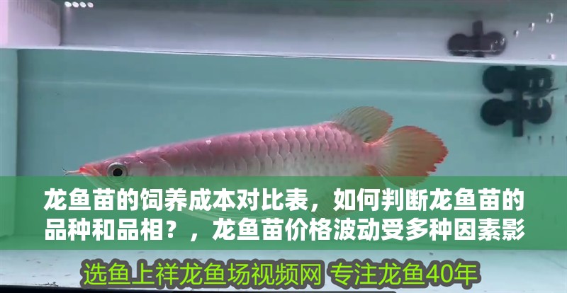 龍魚苗的飼養成本對比表，如何判斷龍魚苗的品種和品相？，龍魚苗價格波動受多種因素影響龍魚苗價格波動受多種因素影響