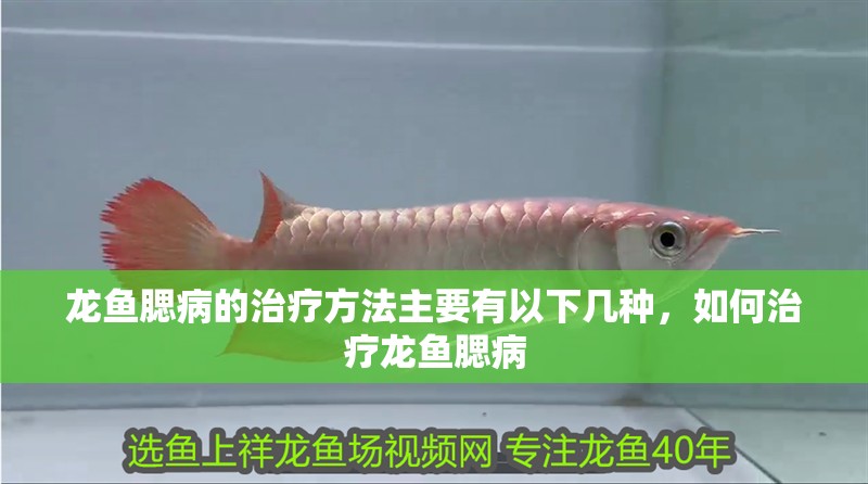 龍魚腮病的治療方法主要有以下幾種，如何治療龍魚腮病